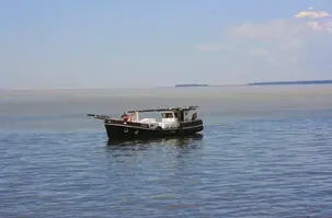 camarão