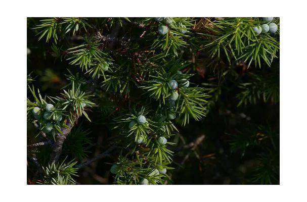 Juniper Spice