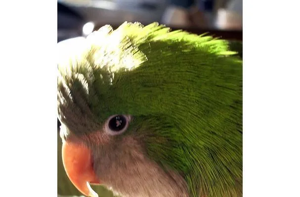 Gengibre em Conserva ou Vinagre